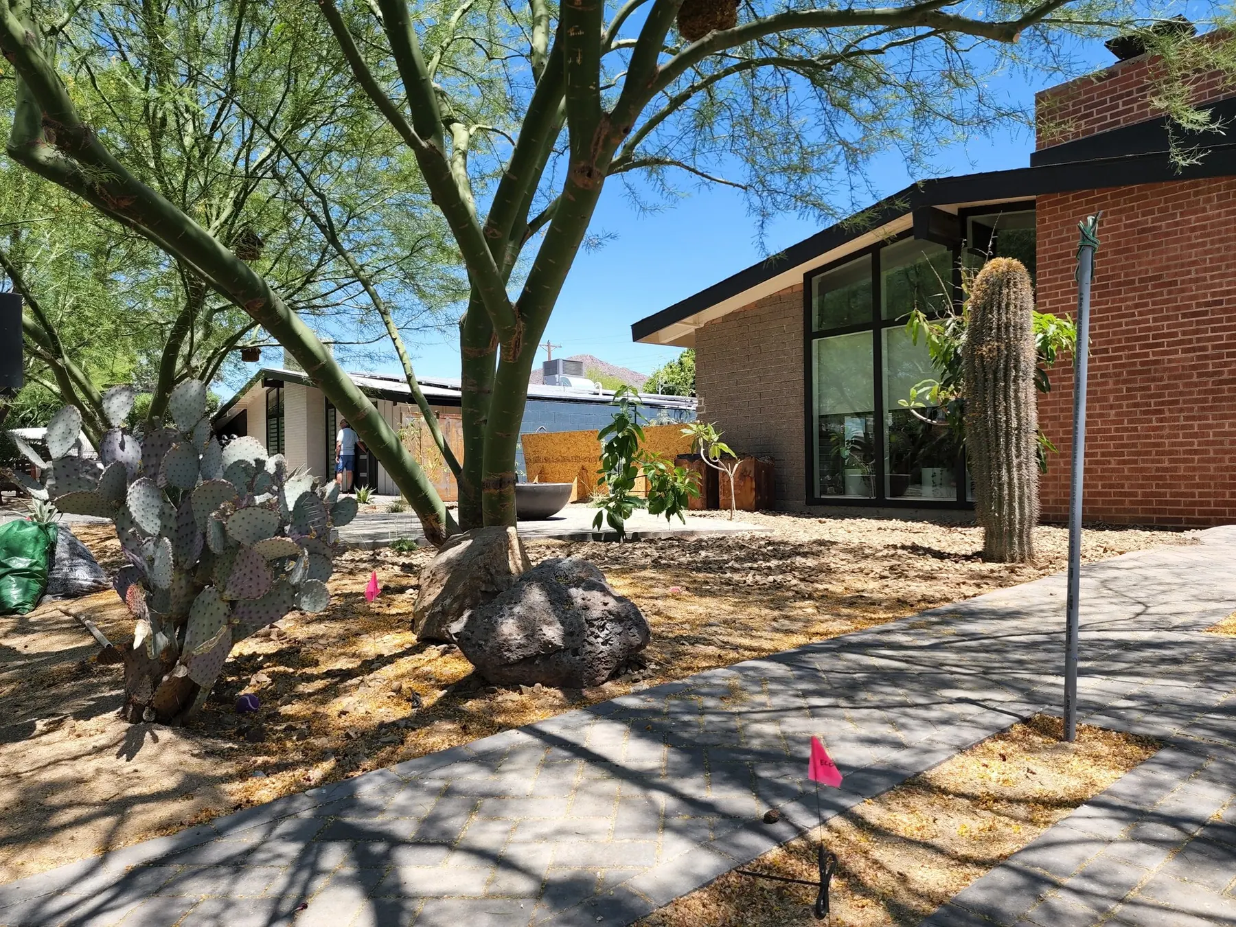 Garden + pool xeriscape