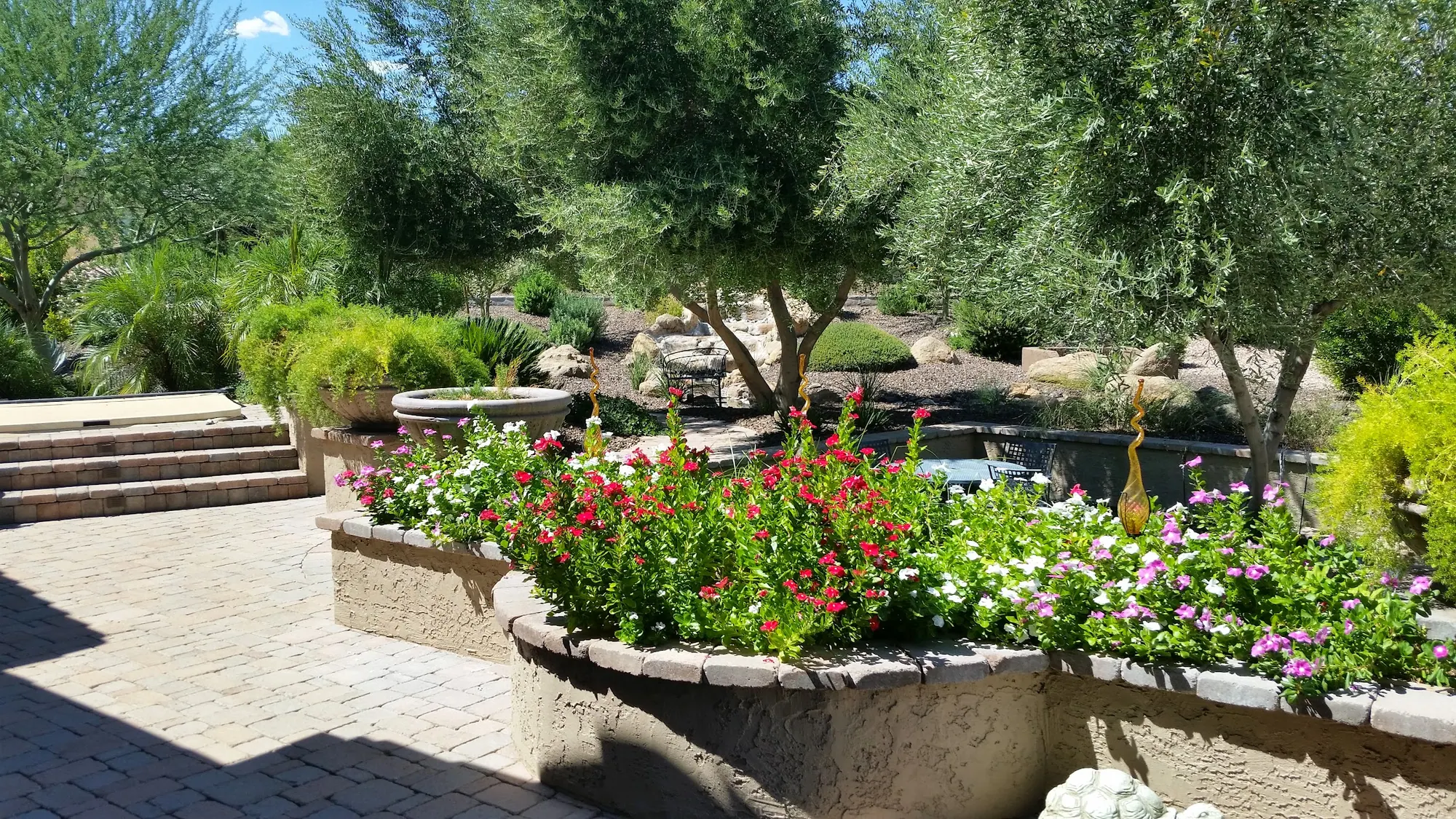 Trilogy back patio — flowering vinca planter, paver steps, olive canopy, and mountain view